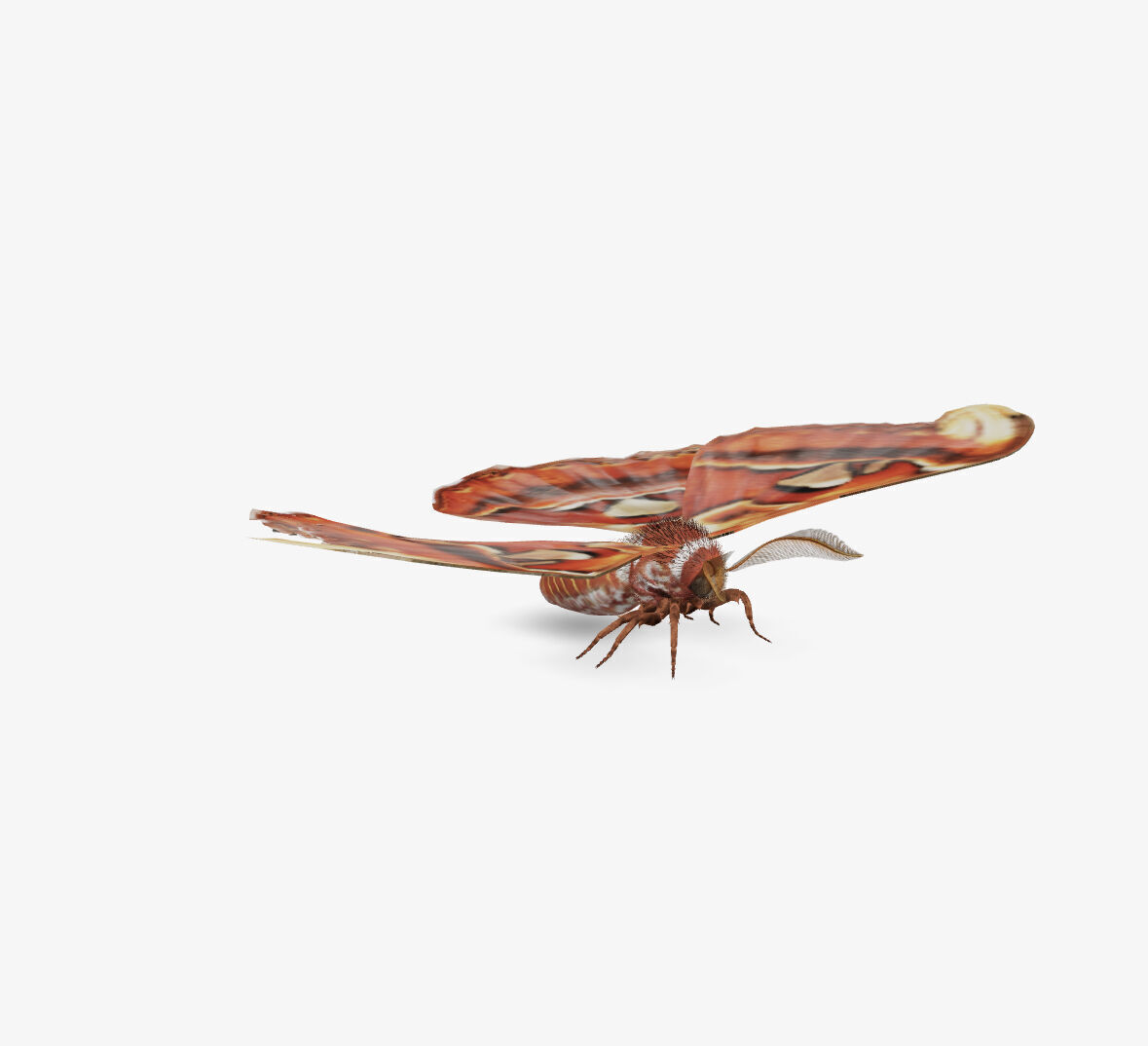 atlas moth butterfly 3D model_4