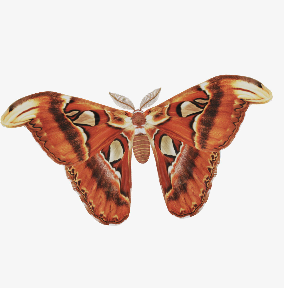 atlas moth butterfly 3D model_5