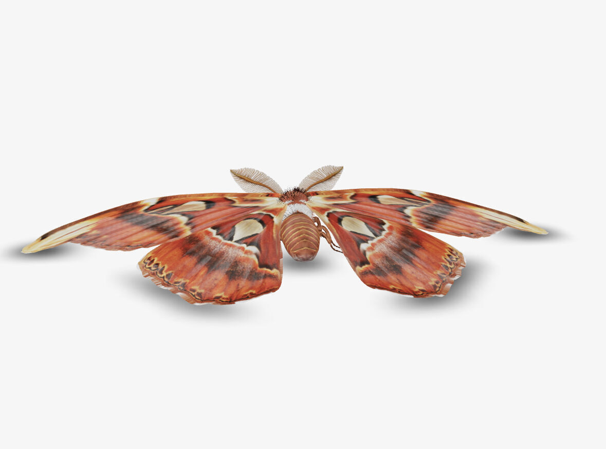 atlas moth butterfly 3D model_1