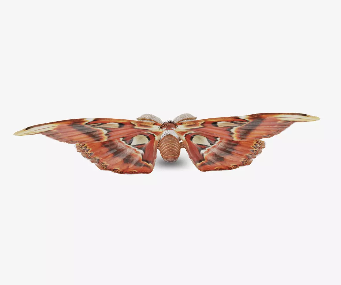atlas moth butterfly 3D model_0