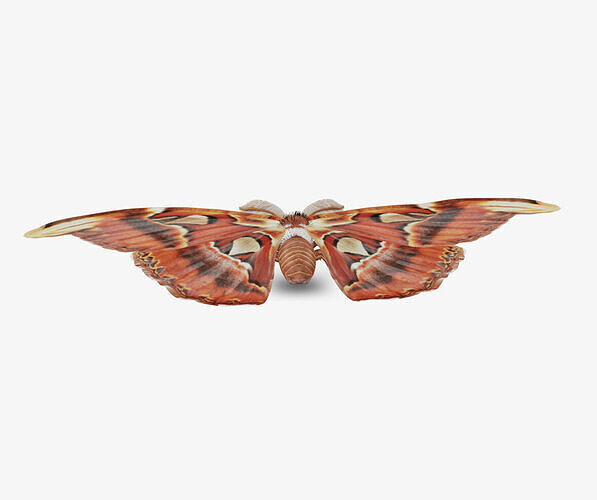 atlas moth butterfly 3D model
