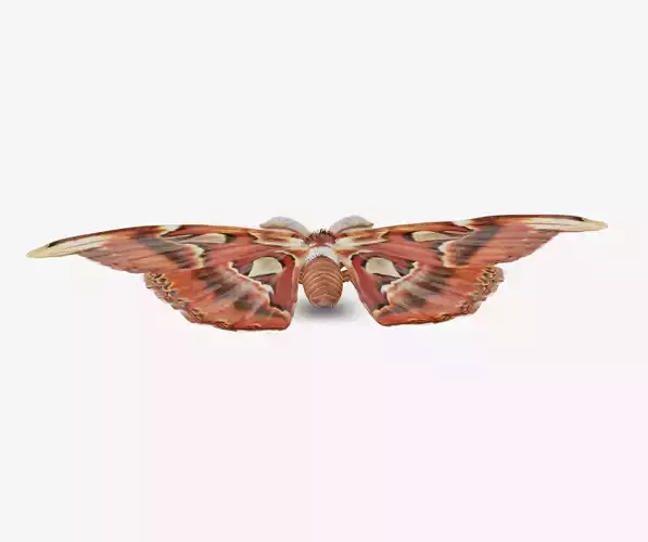 atlas moth butterfly 3D model