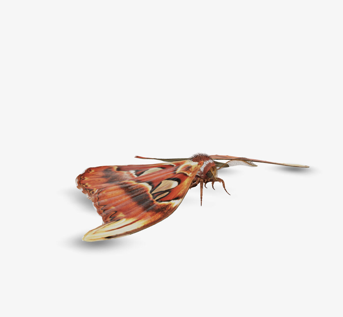 atlas moth butterfly 3D model_3