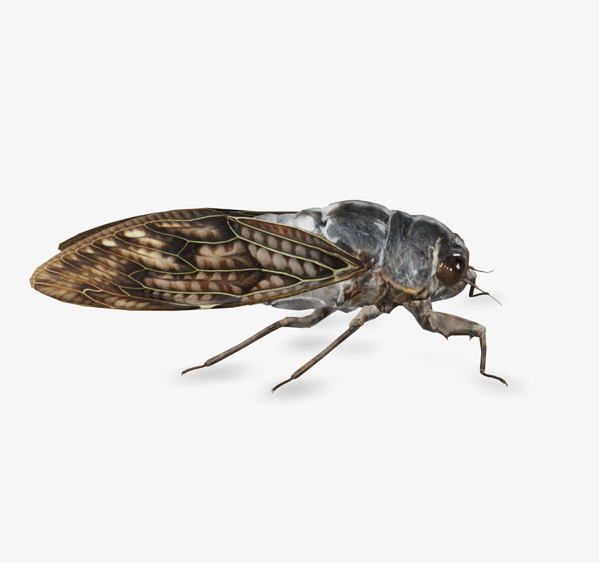  cicada brown cicada 3D model_3