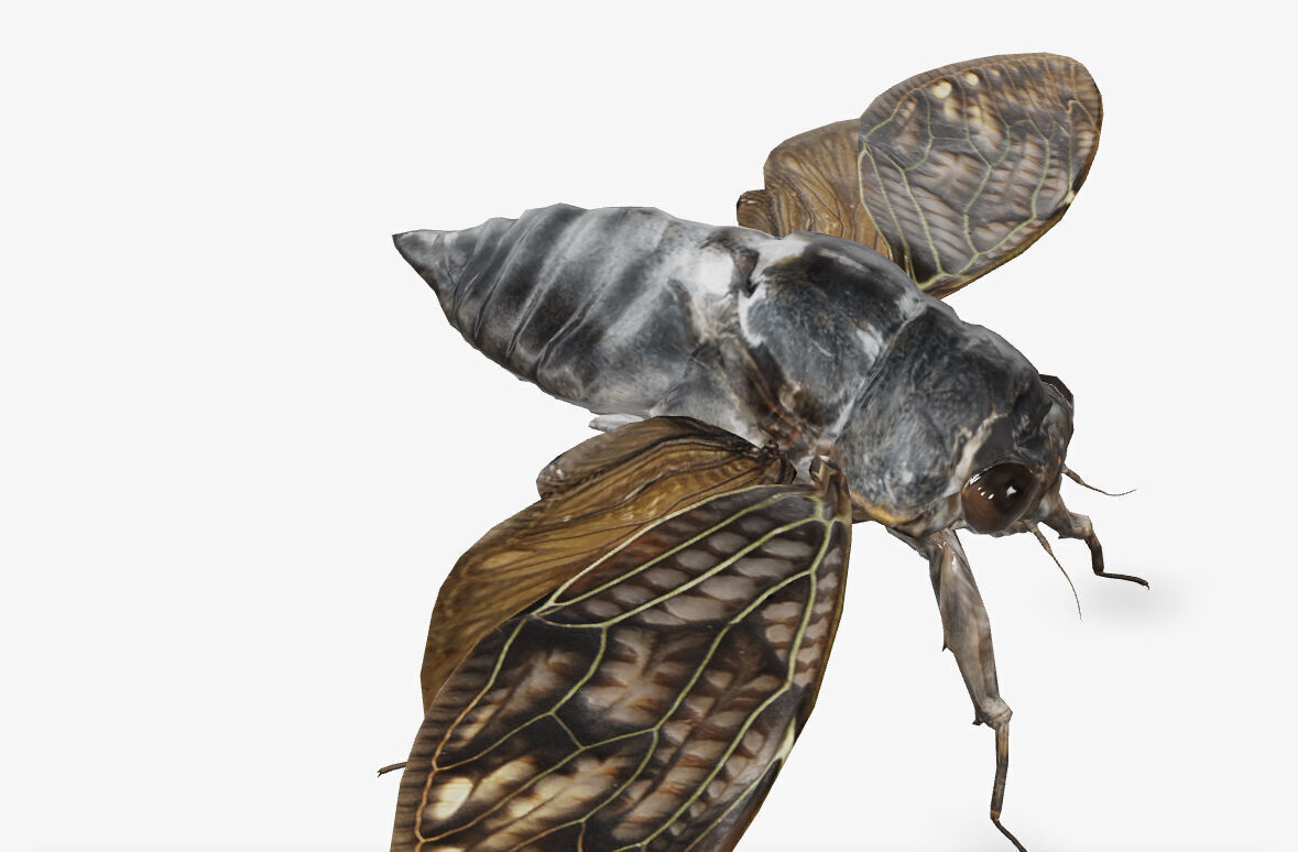  cicada brown cicada 3D model_6