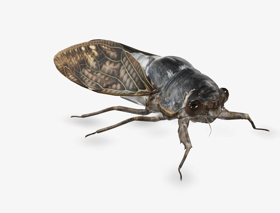  cicada brown cicada 3D model_2