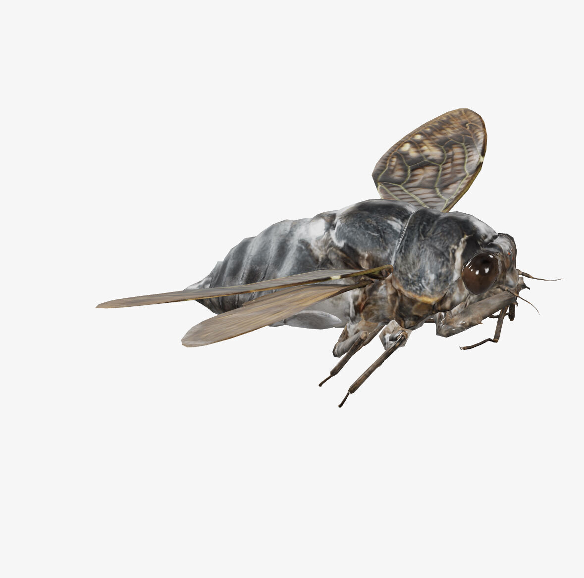  cicada brown cicada 3D model_5