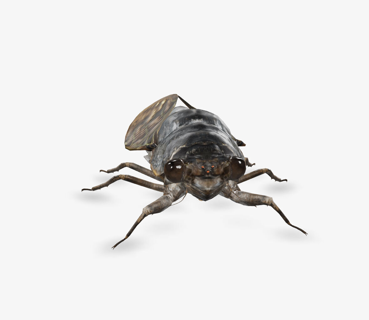 cicada brown cicada 3D model_1