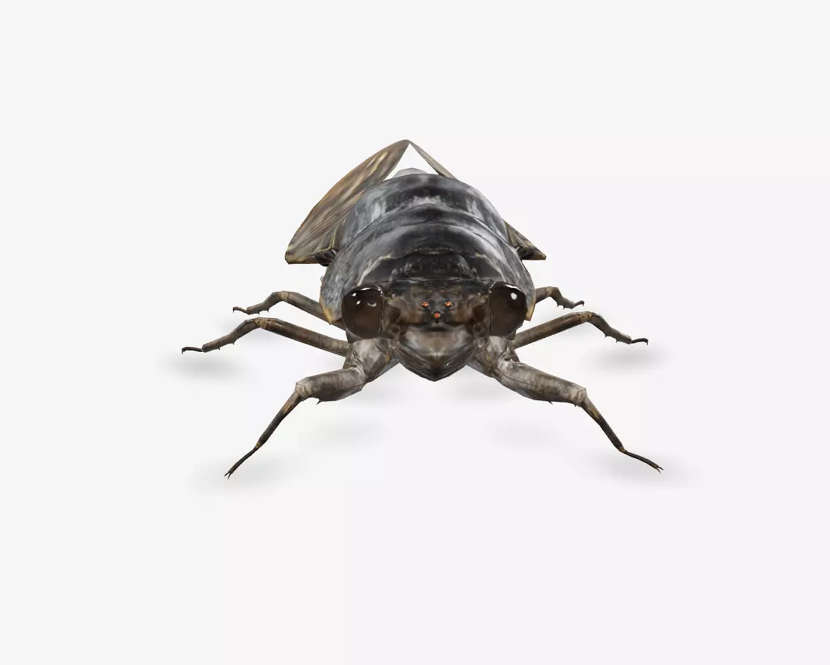  cicada brown cicada 3D model_0