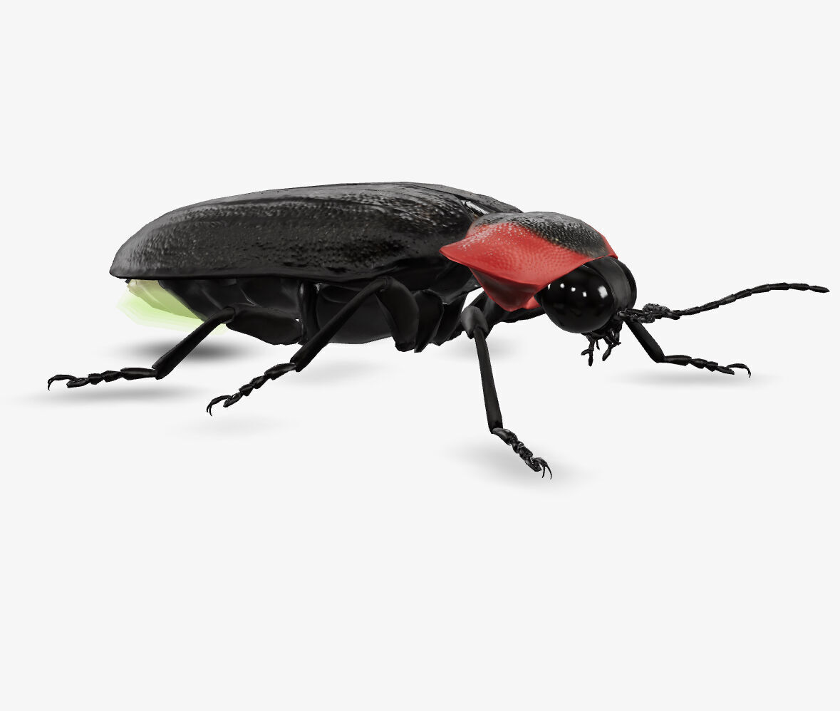 fire fly 3D model_4