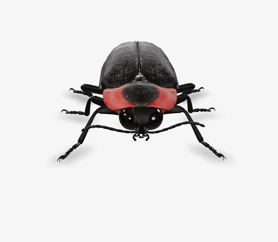 fire fly 3D model_2