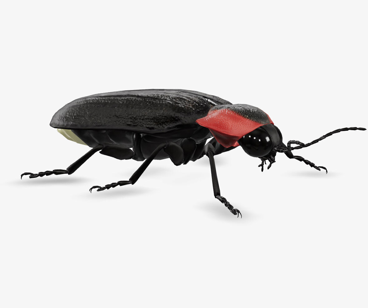 fire fly 3D model_3