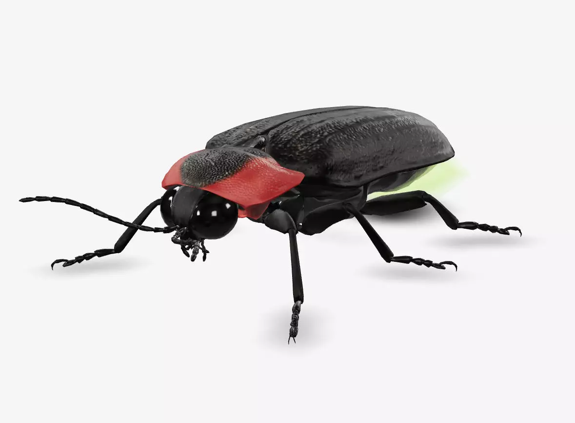 fire fly 3D model_0
