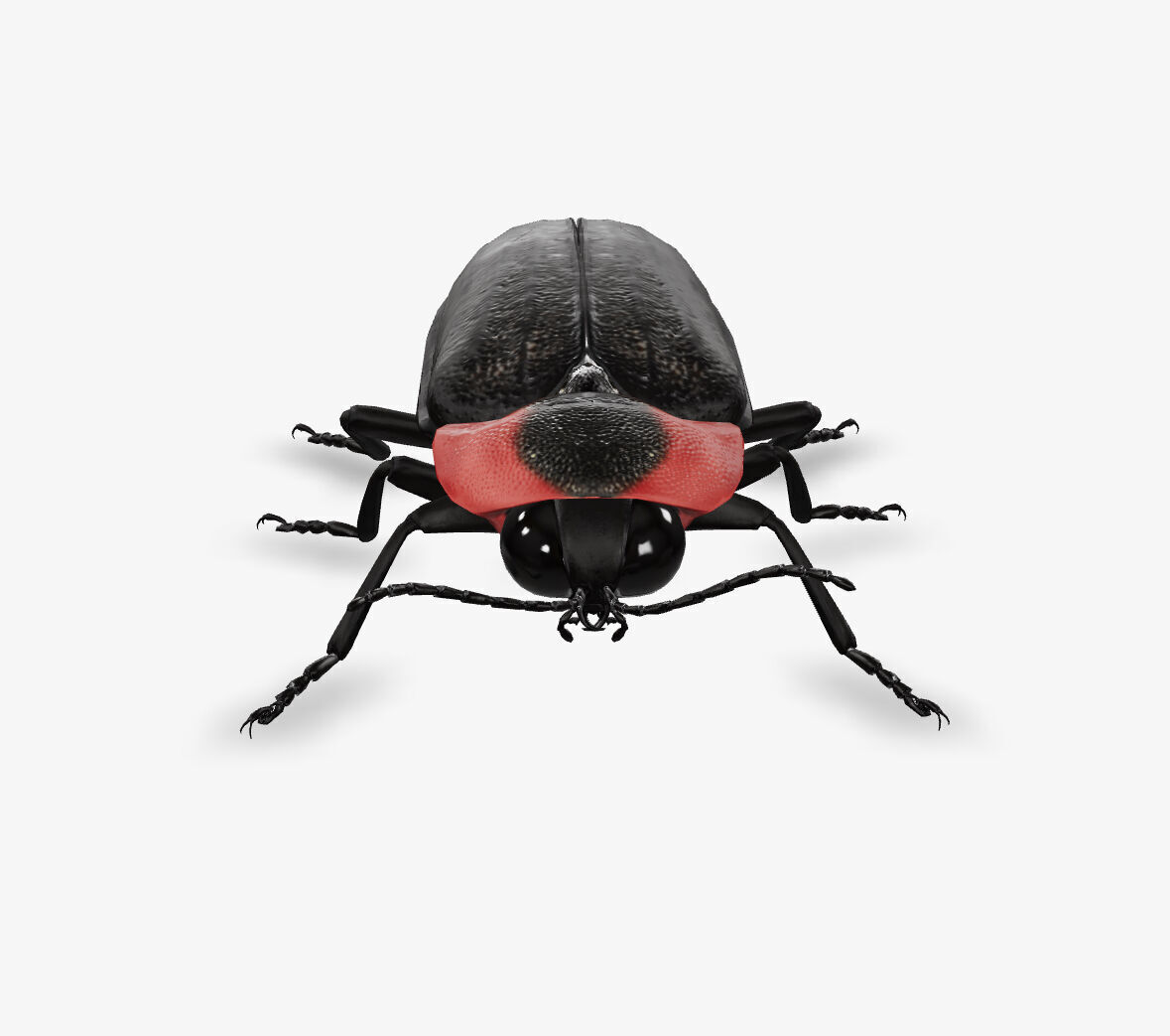 fire fly 3D model_1