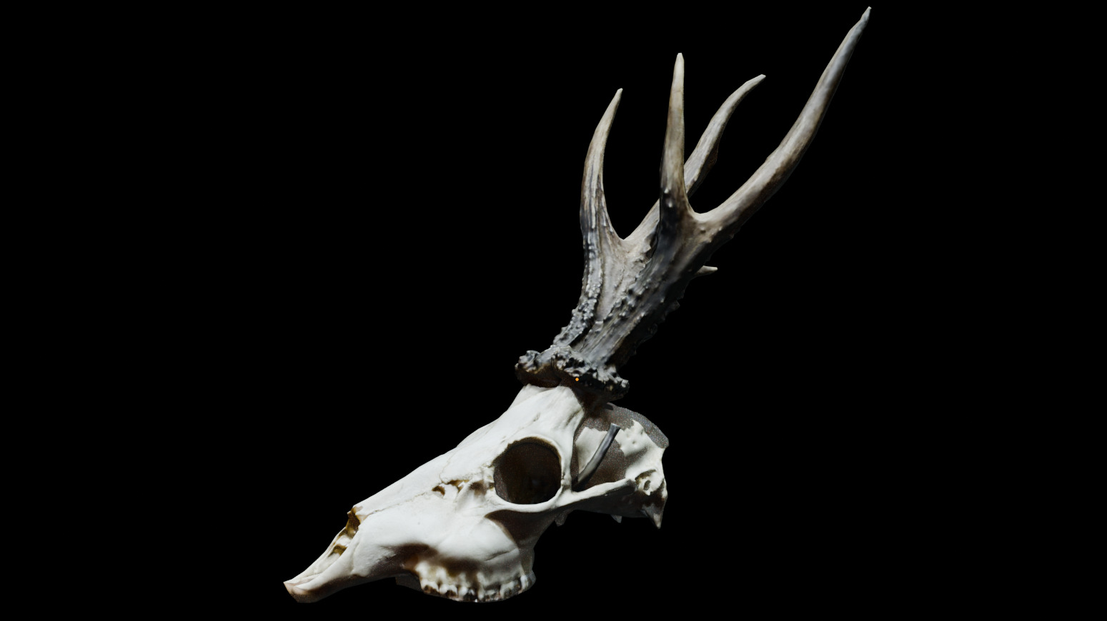 Gazelle Skull Low-poly 3D model_9