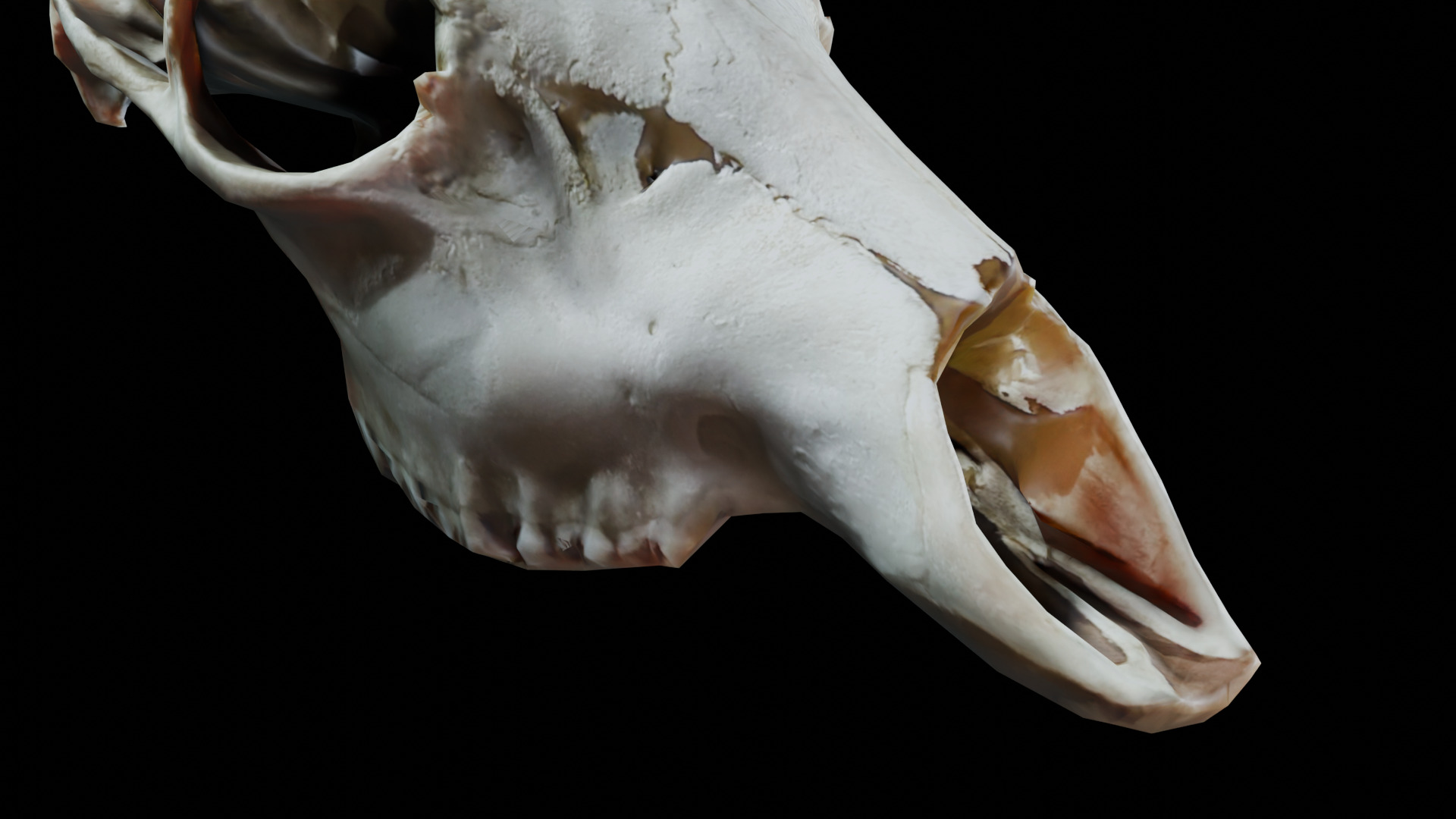 Gazelle Skull Low-poly 3D model_4