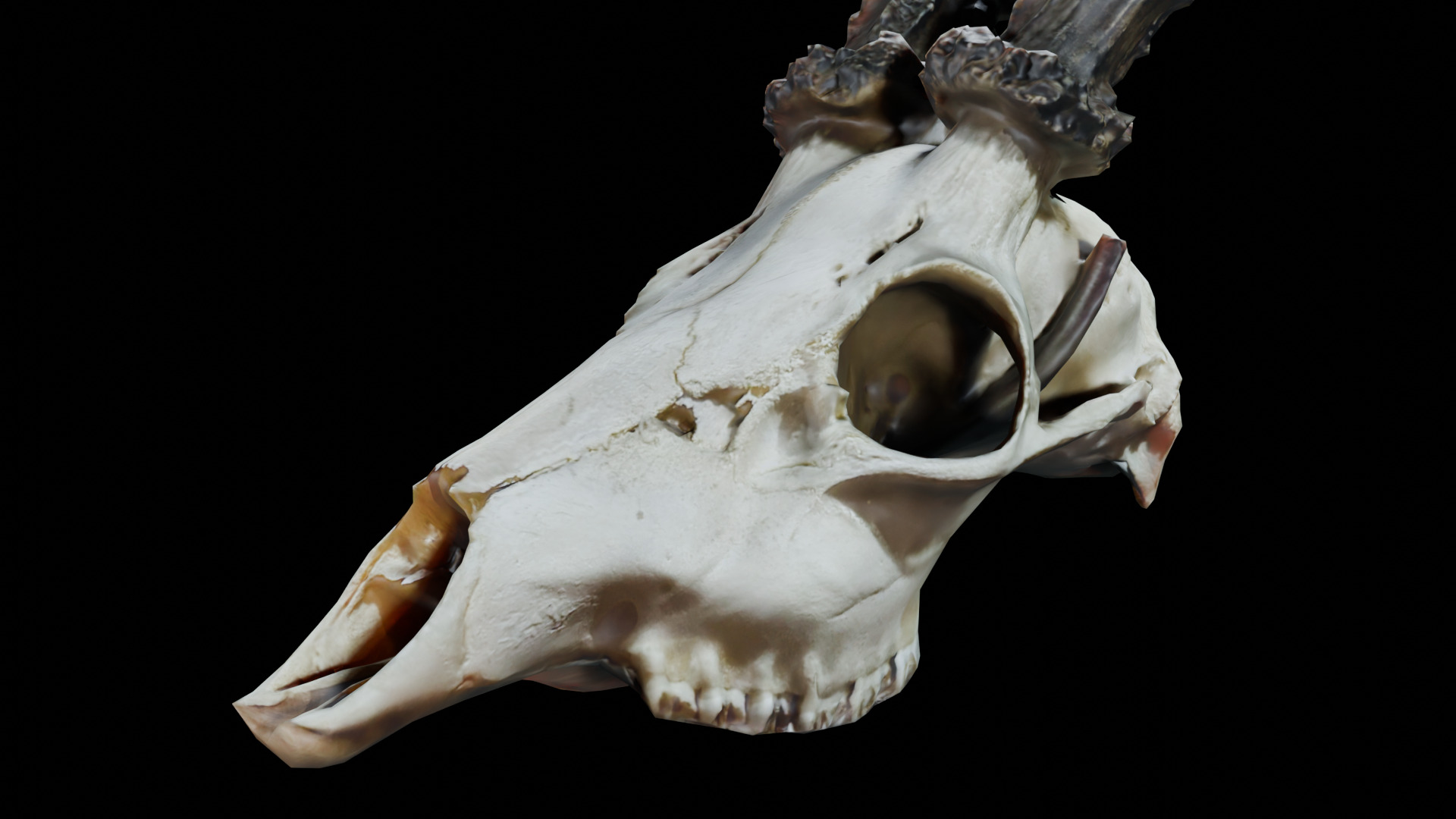 Gazelle Skull Low-poly 3D model_1