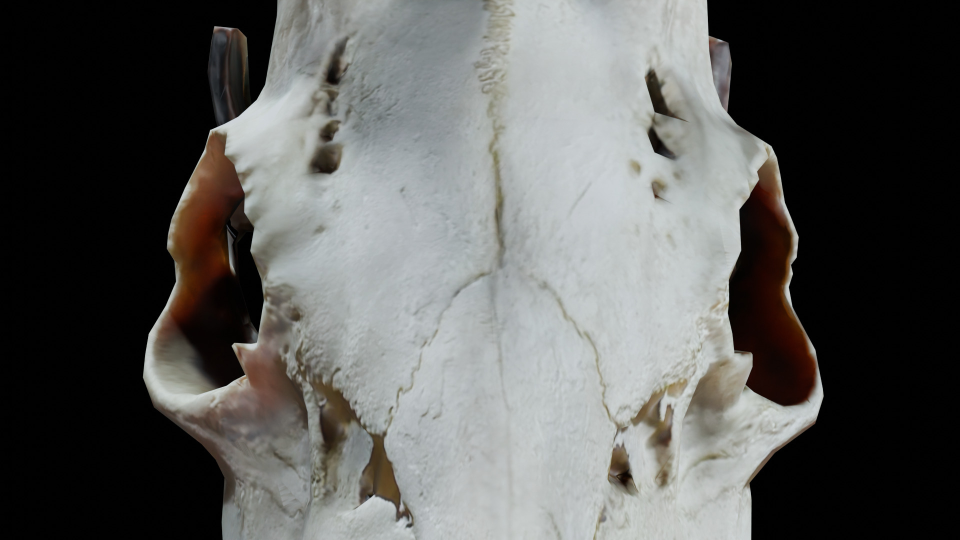 Gazelle Skull Low-poly 3D model_3