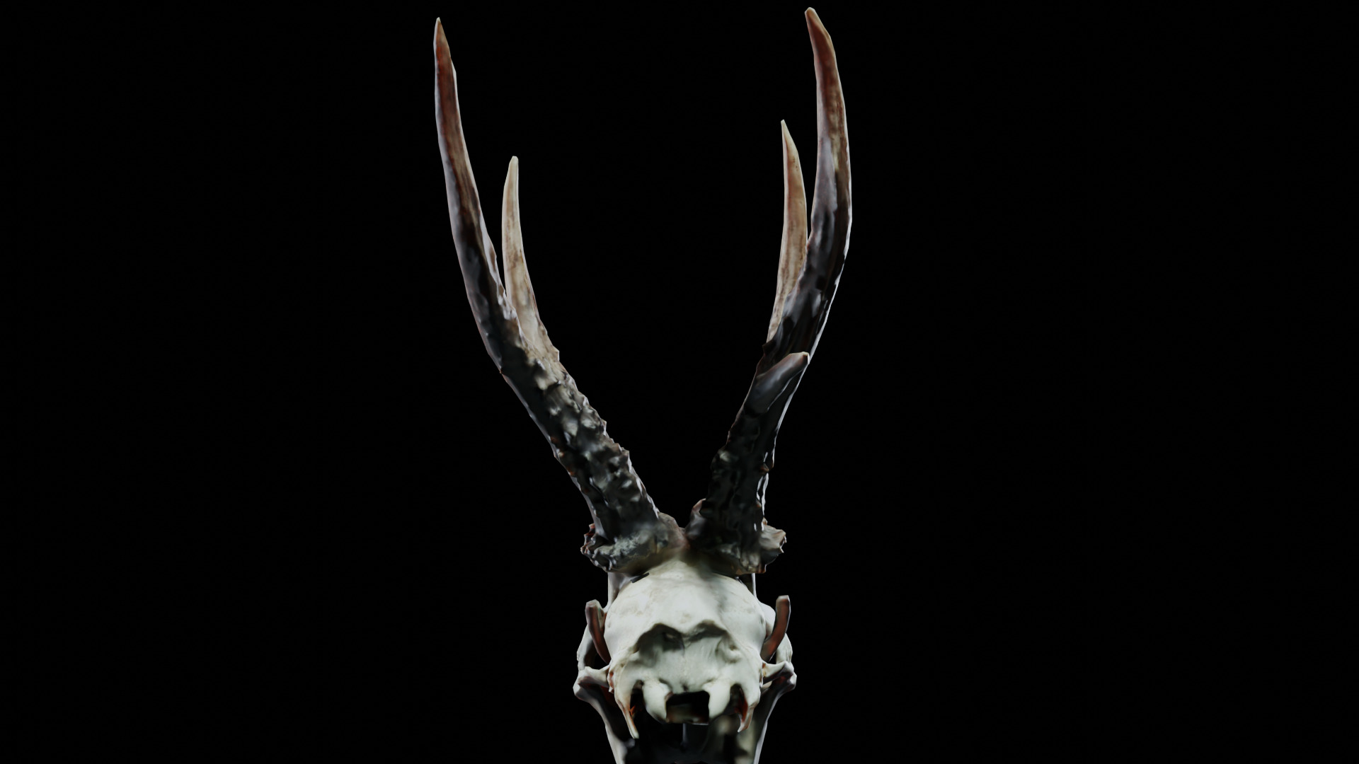 Gazelle Skull Low-poly 3D model_7