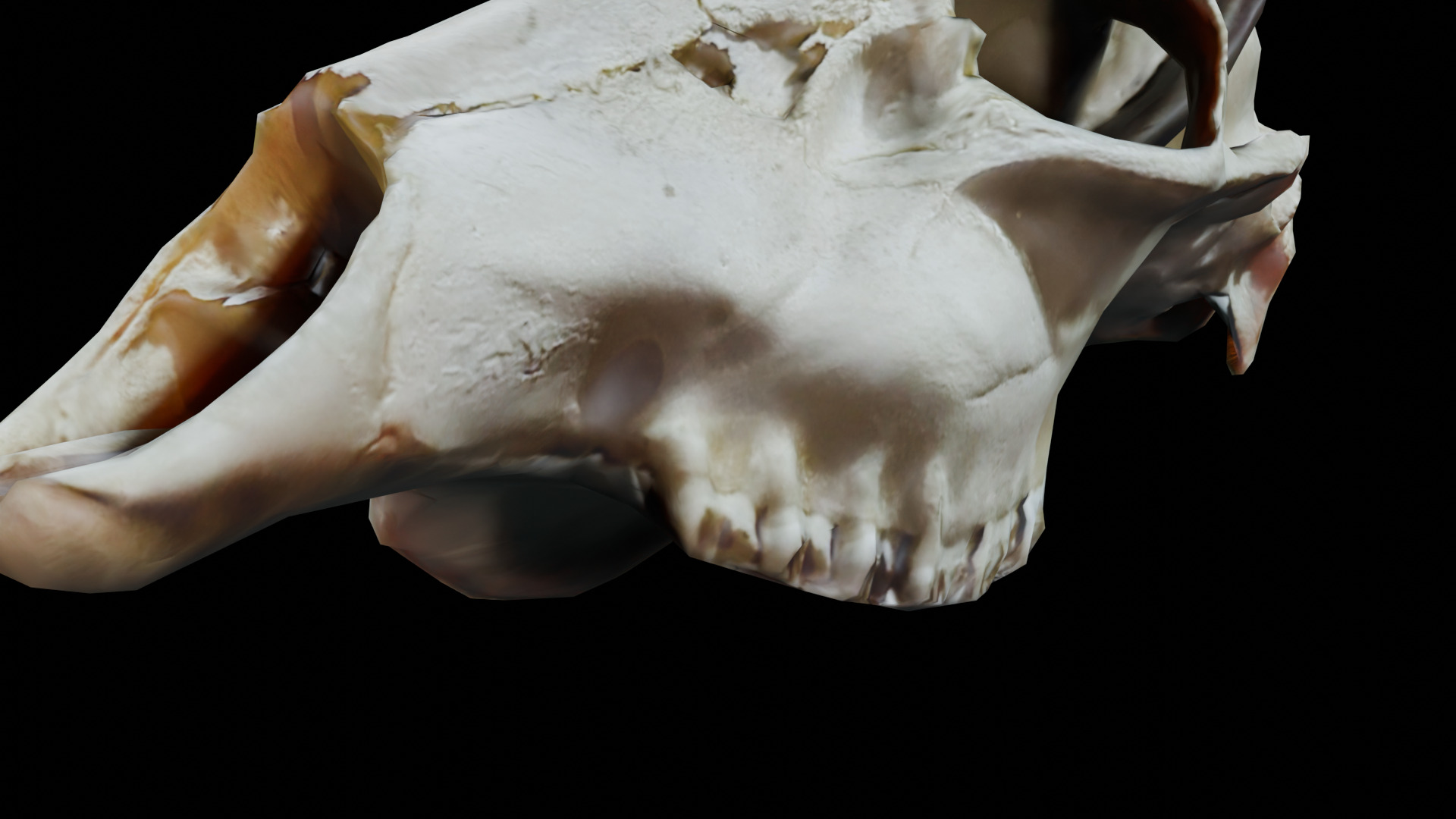 Gazelle Skull Low-poly 3D model_8