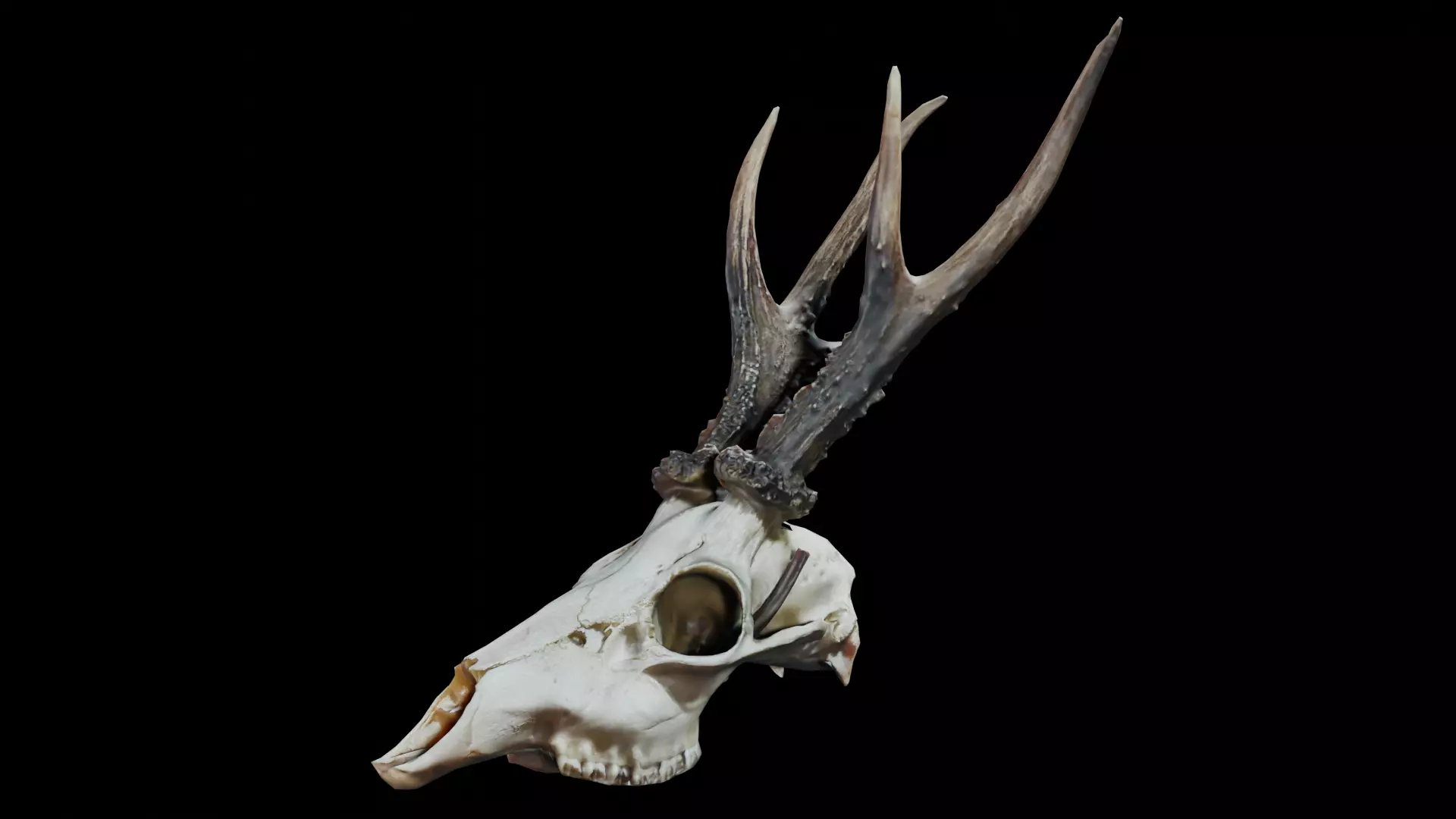 Gazelle Skull Low-poly 3D model_0