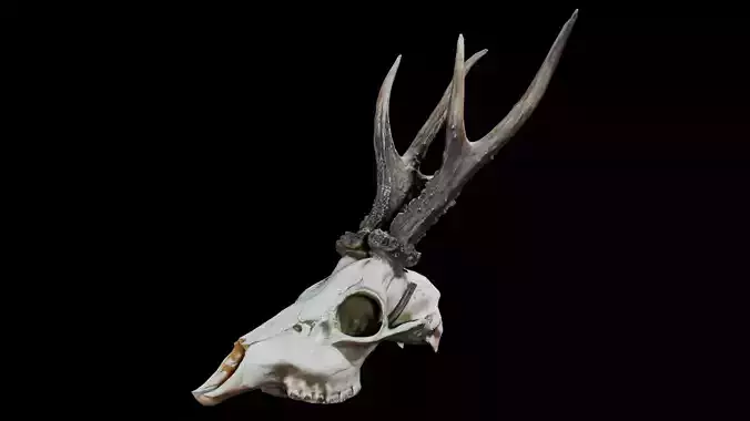 Gazelle Skull
