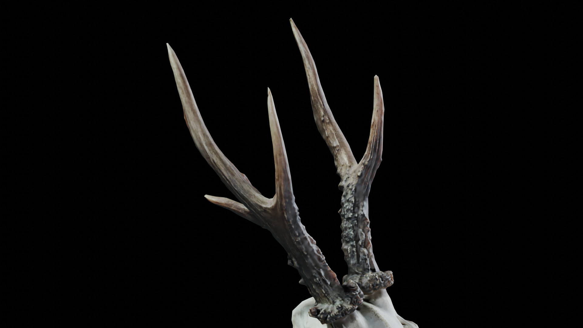 Gazelle Skull Low-poly 3D model_5