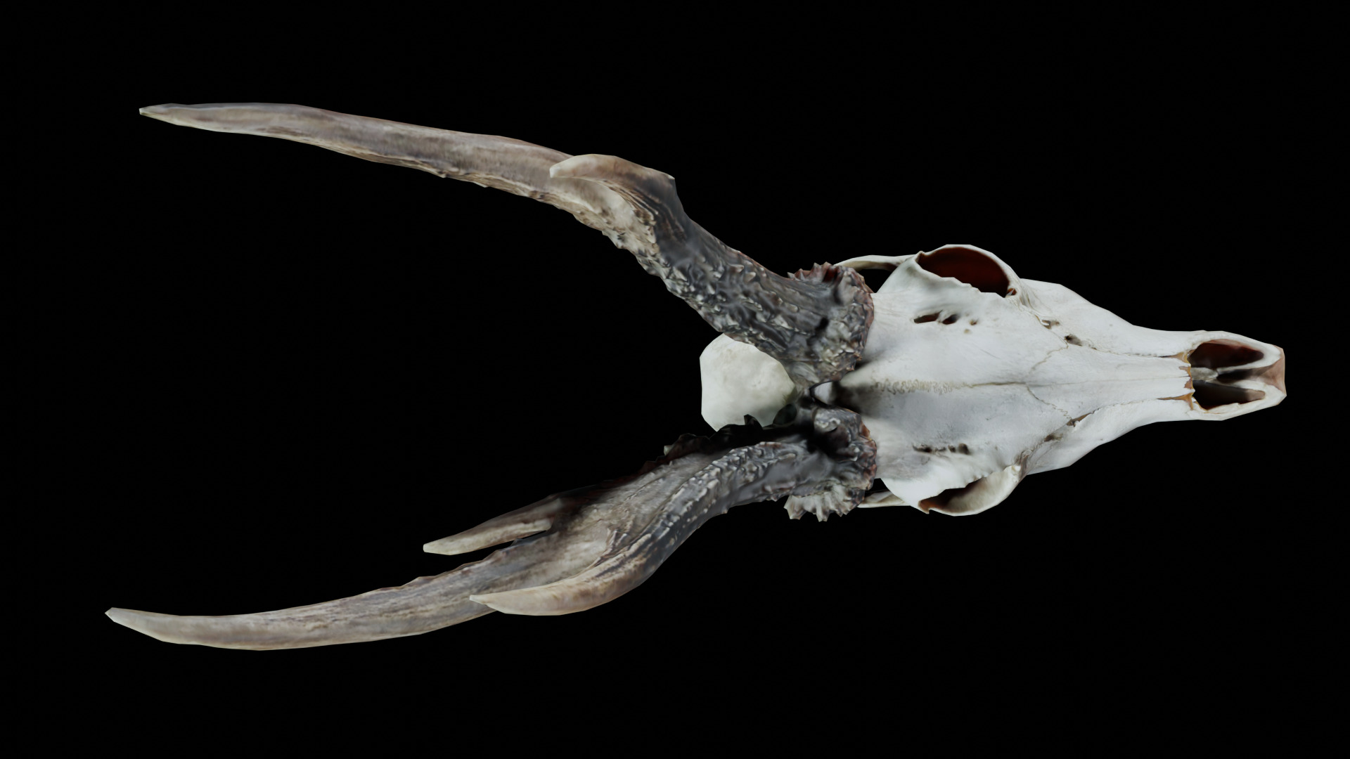 Gazelle Skull Low-poly 3D model_2