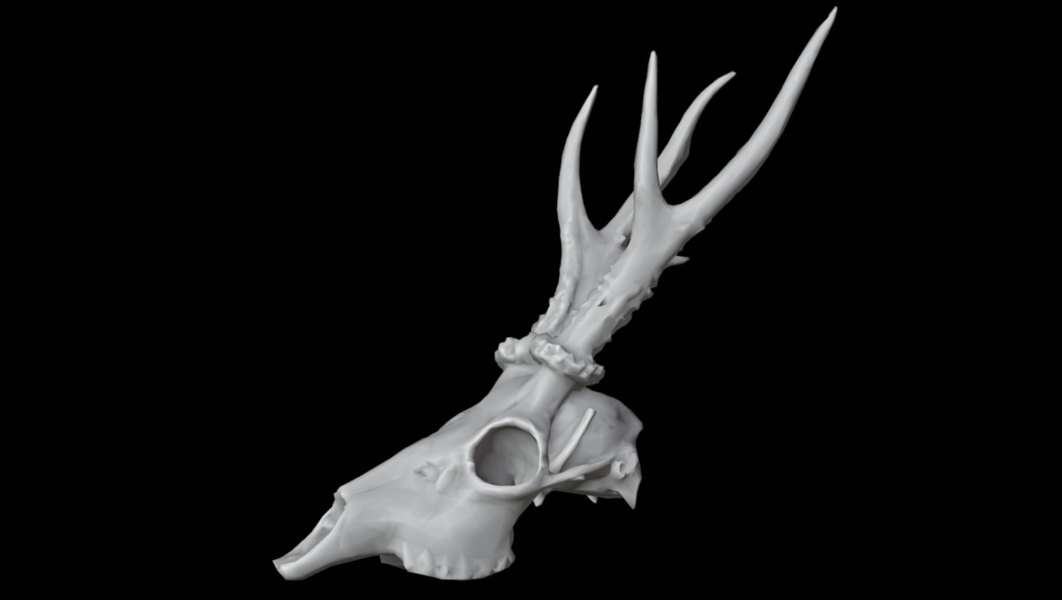 Gazelle Skull Low-poly 3D model_10