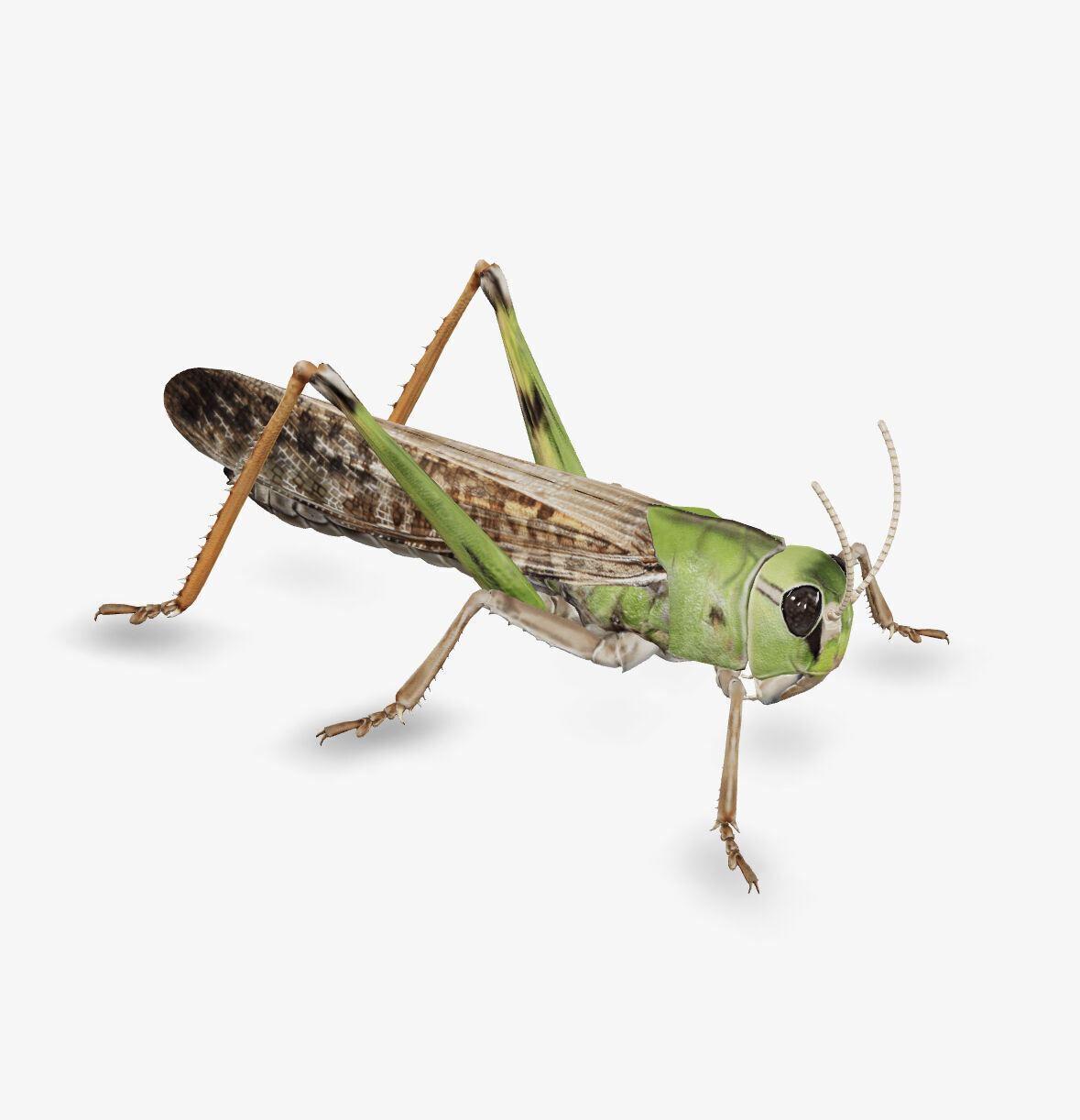 grass hopper 3D model_6