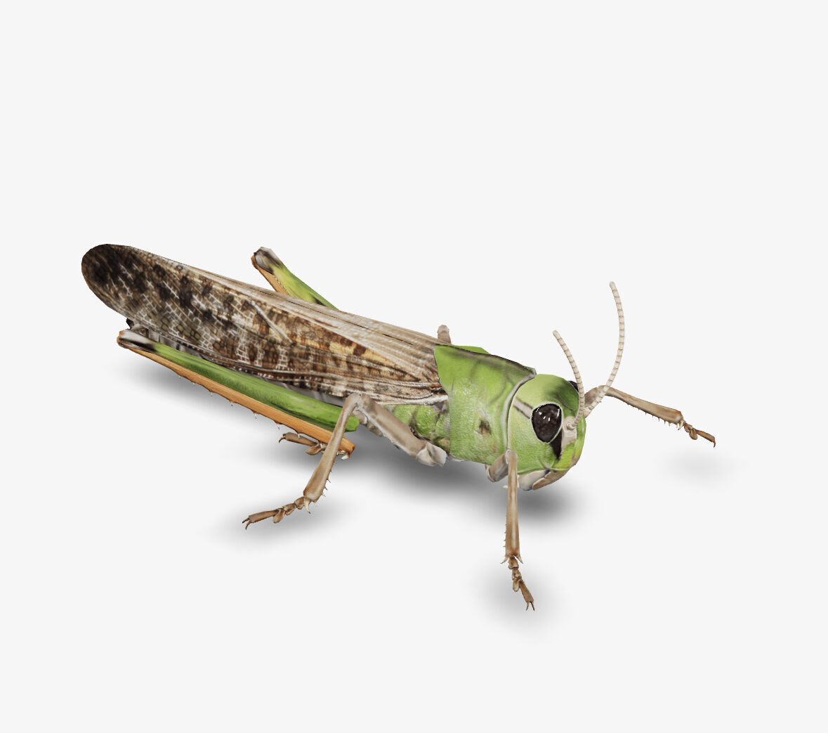 grass hopper 3D model_7