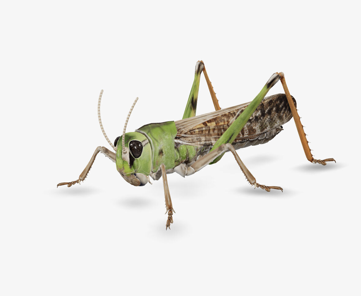 grass hopper 3D model_2