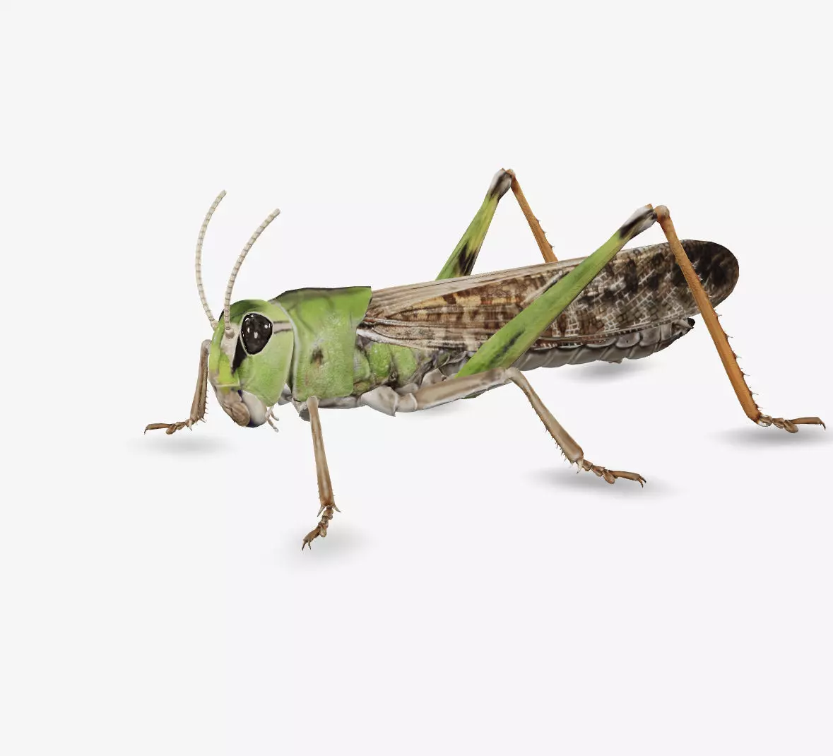 grass hopper 3D model_0