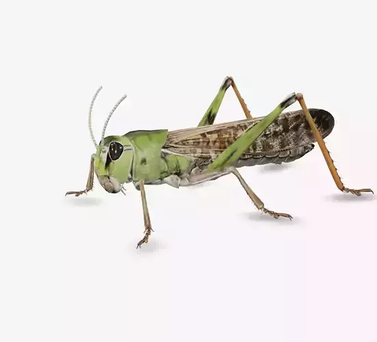 grass hopper