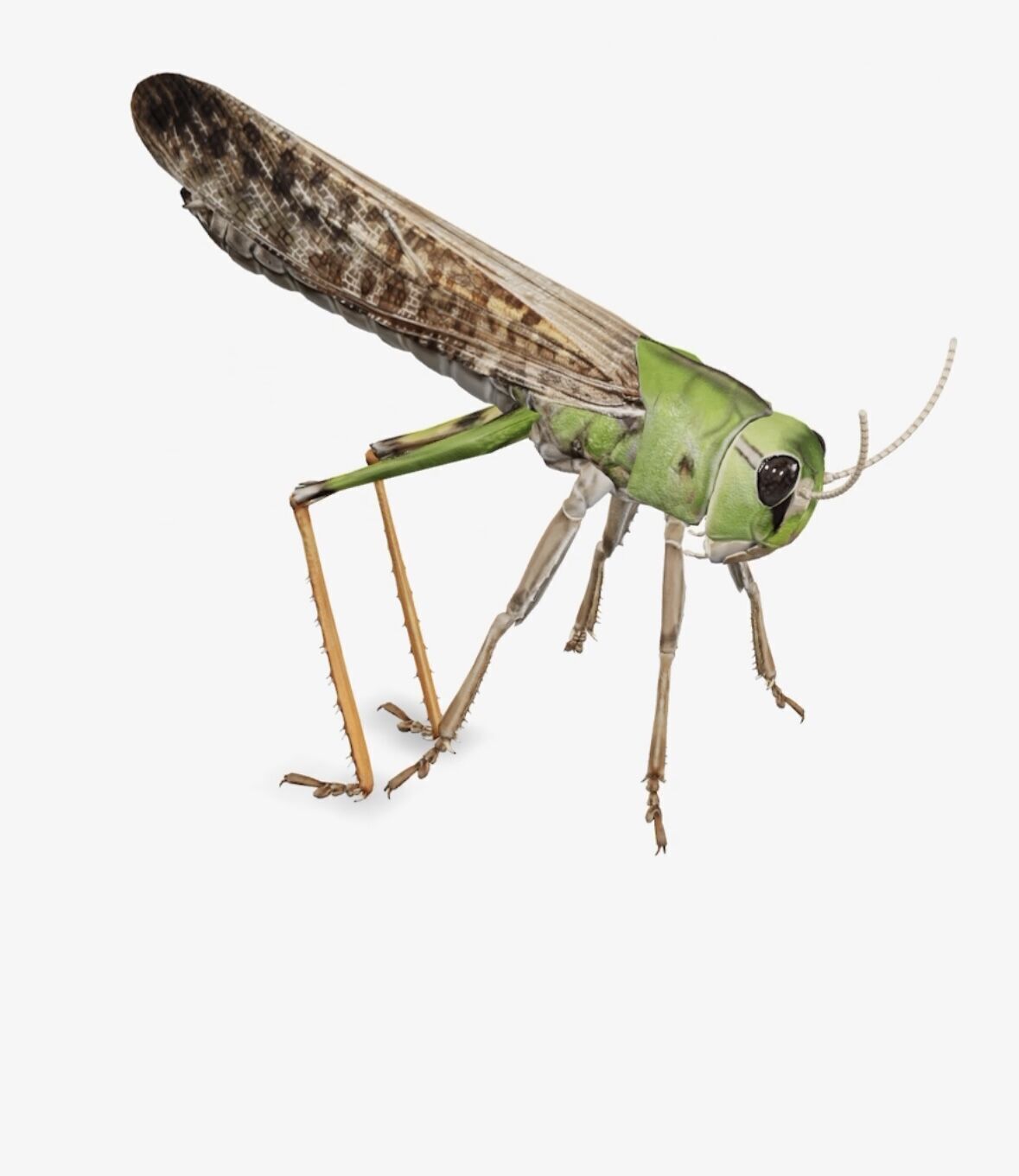 grass hopper 3D model_8