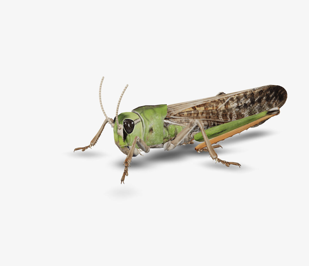 grass hopper 3D model_1