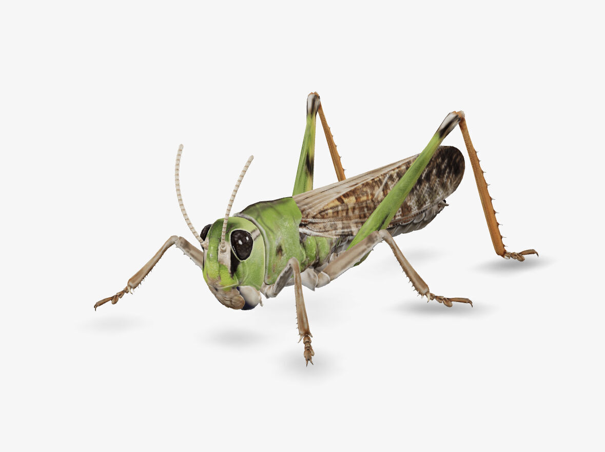grass hopper 3D model_4