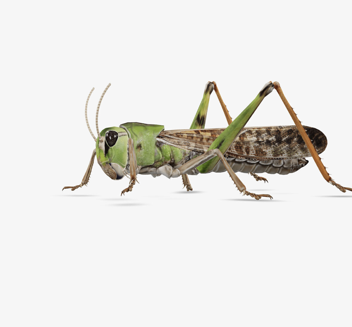 grass hopper 3D model_5