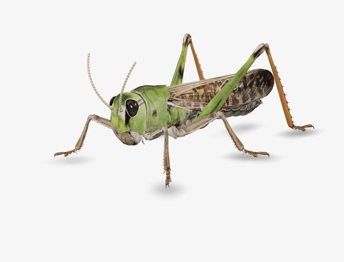 grass hopper 3D model_3