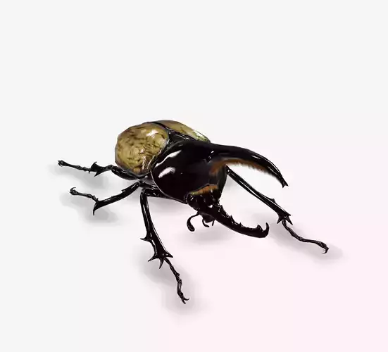 hercules beetle