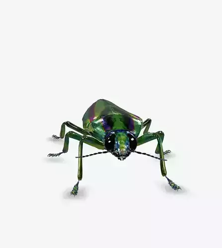 jewel beetle
