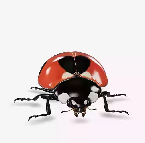 lady bug
