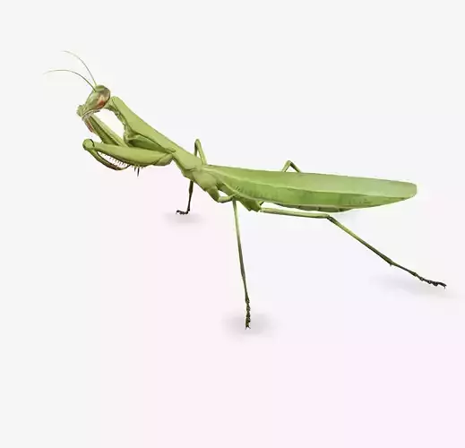 mantis