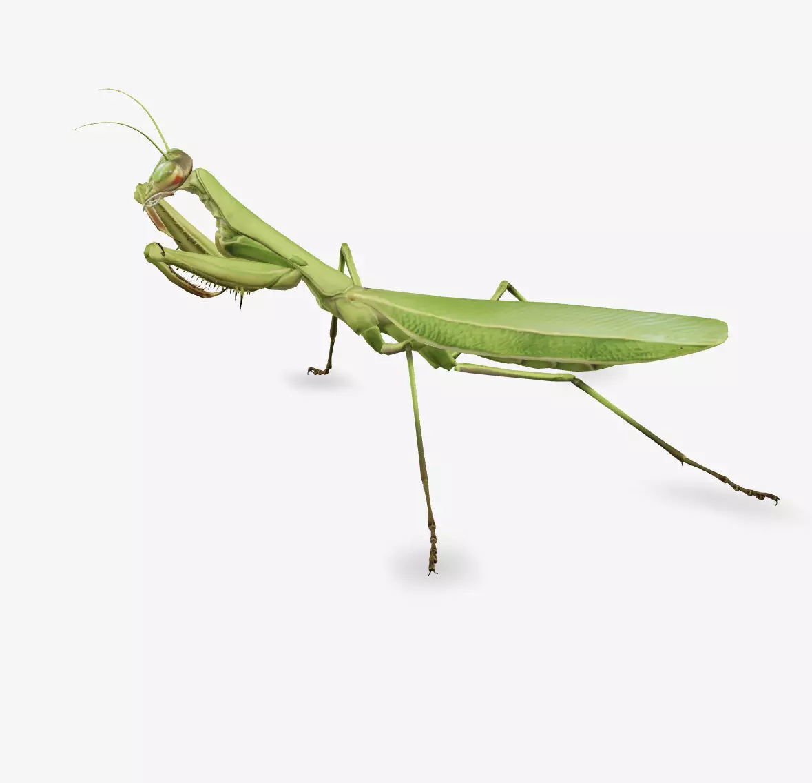 mantis 3D model_0
