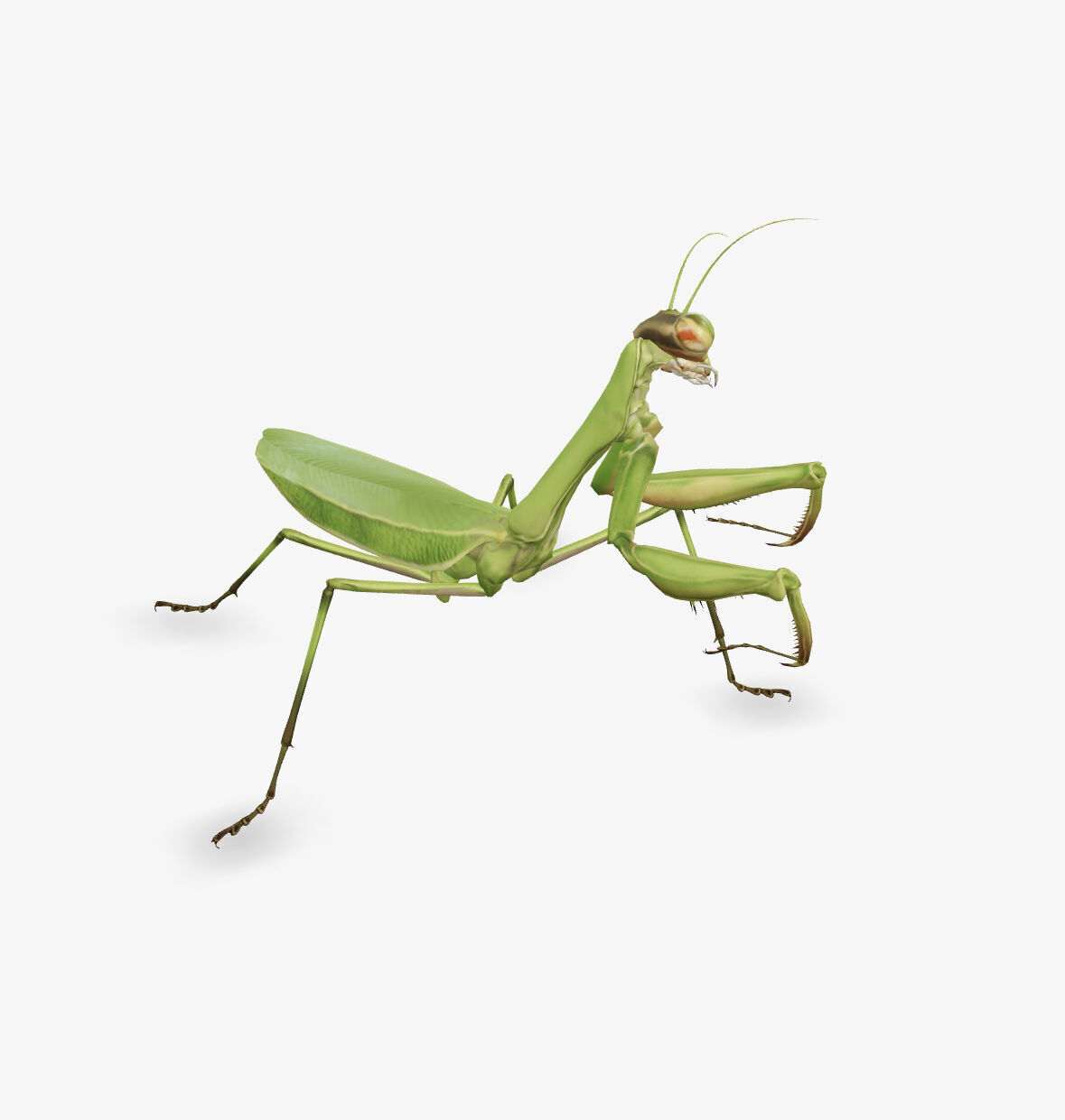 mantis 3D model_3