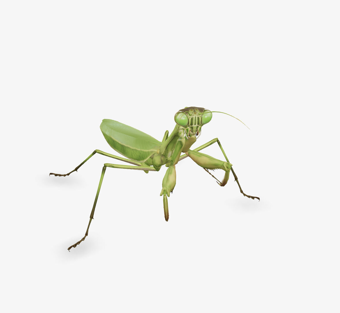 mantis 3D model_4