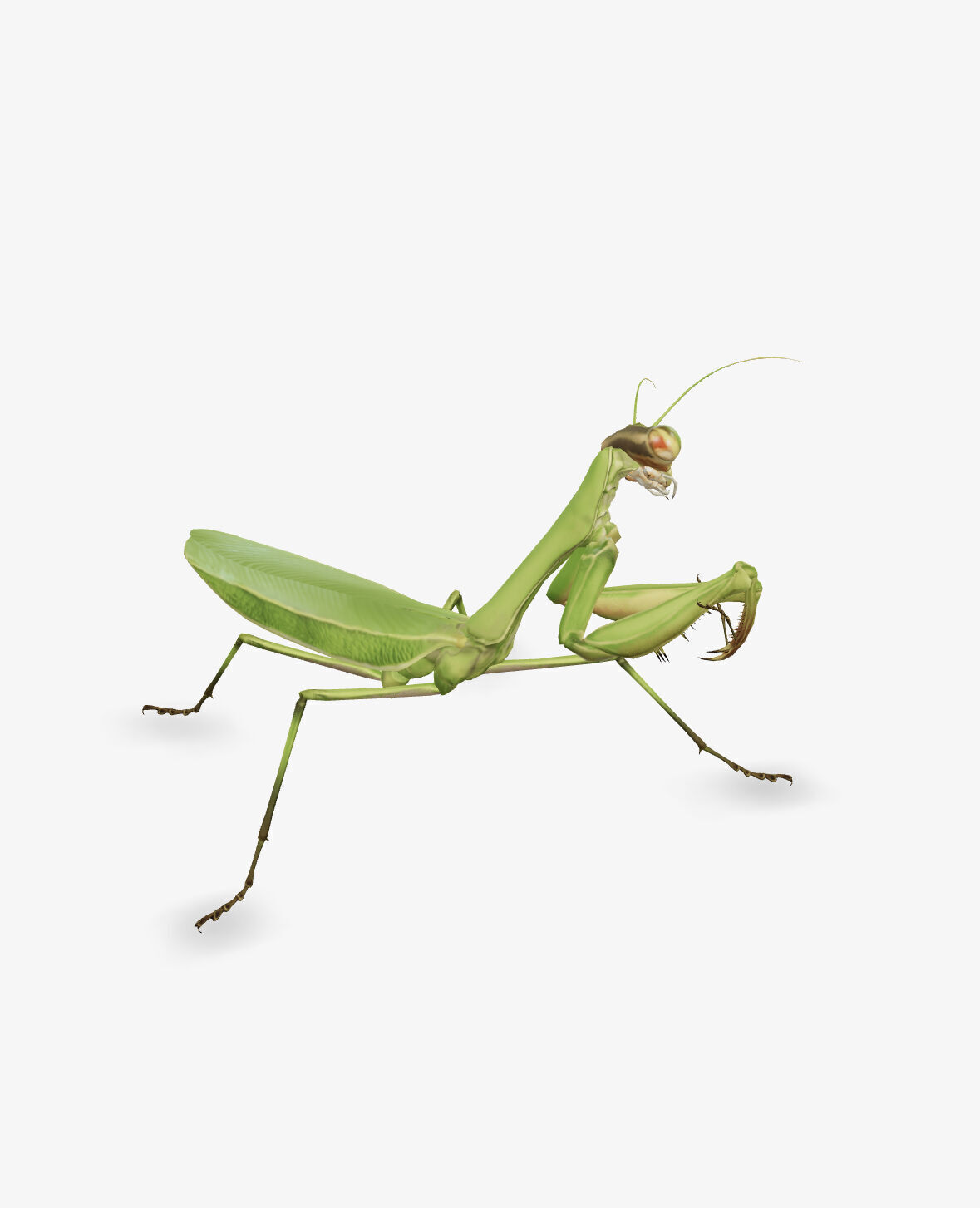 mantis 3D model_2