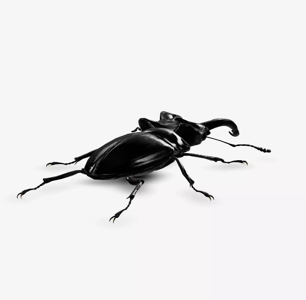 miyama stag beetle 3D model