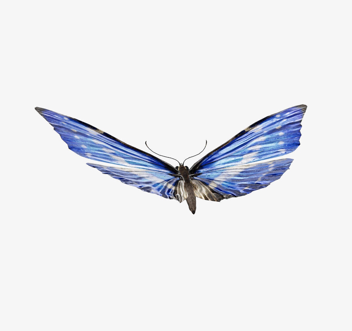morpho butterfly 3D model_1