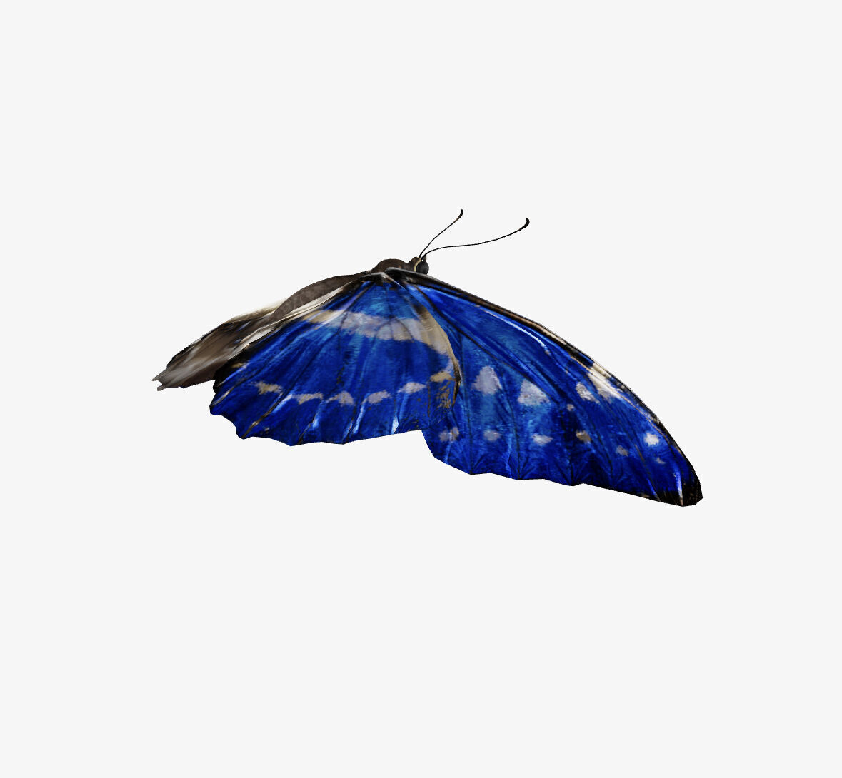 morpho butterfly 3D model_3